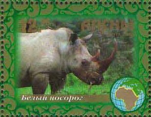 White rhino