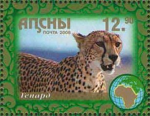 Cheetah