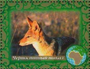 Black-backed jackal