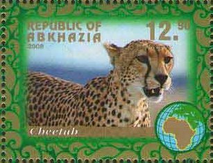 Cheetah
