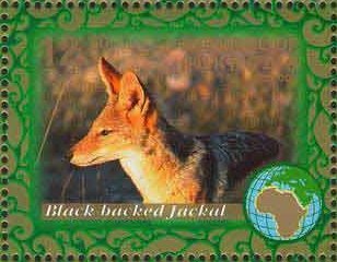 Black-backed jackal