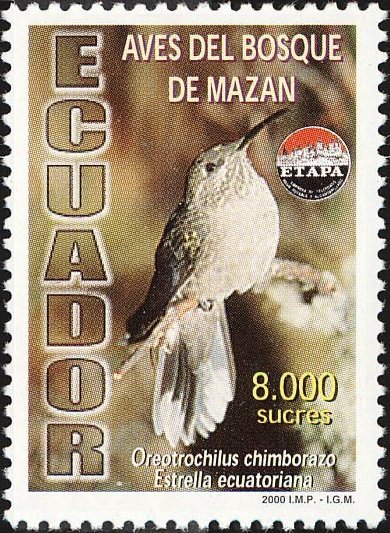 Ecuadorian Hillstar (Oreotrochilus chimborazo)