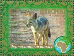 Jackal