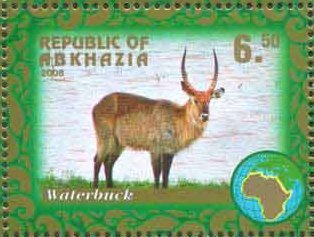Water goat
