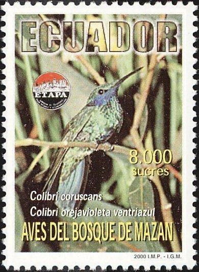 Sparkling Violetear (Colibri coruscans)