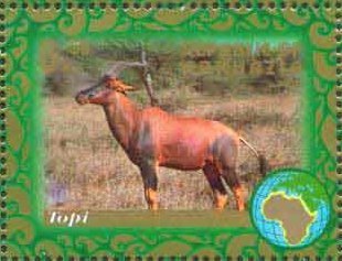 Topi