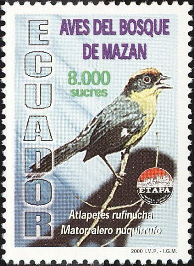 Yellow-breasted Brush Finch (Atlapetes latinuchus)