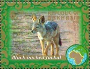 Jackal
