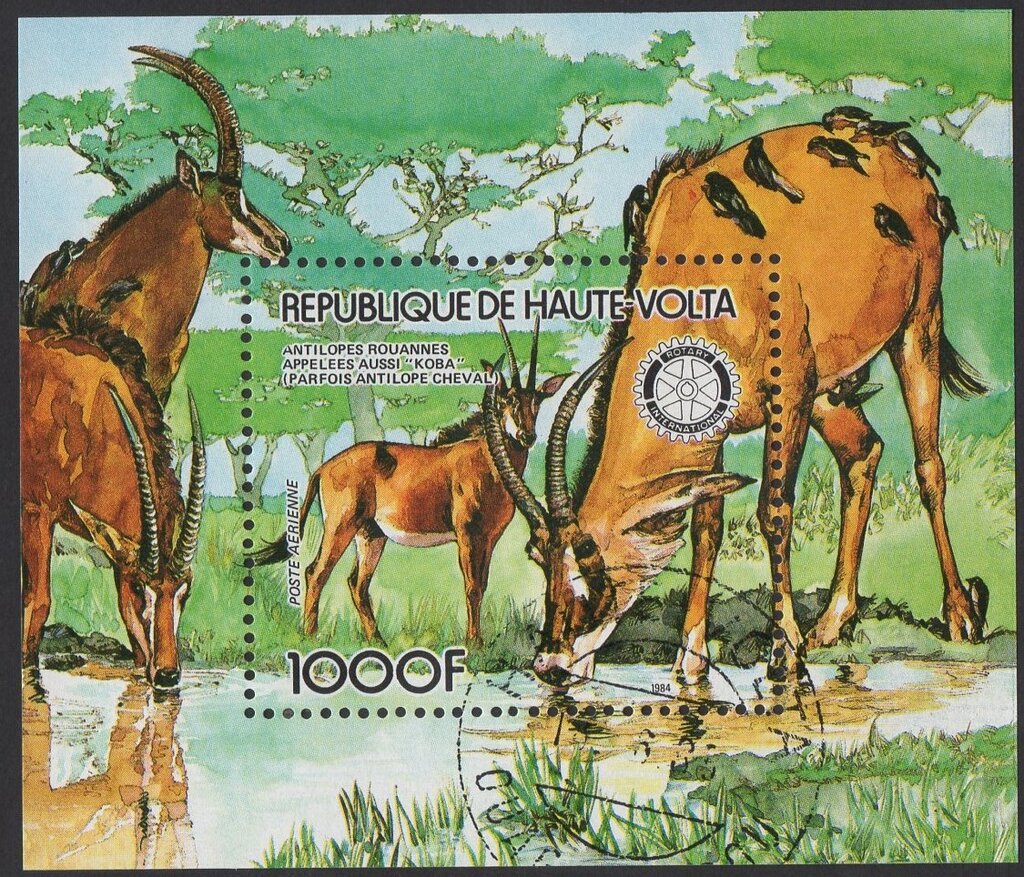Antilopes rouannes