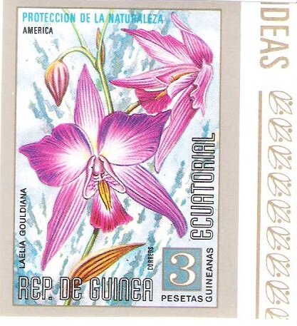 Laelia gouldiana