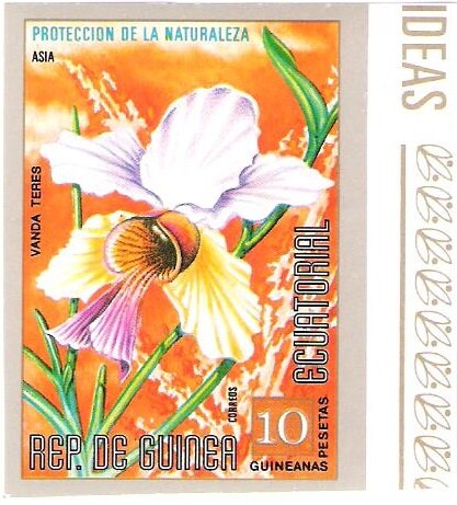 Vanda teres