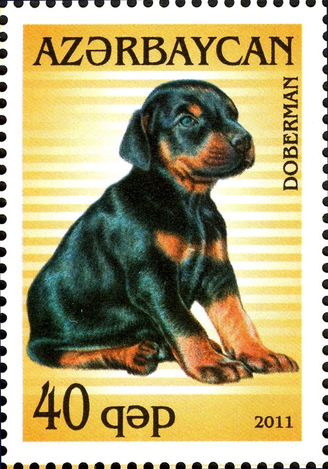 Doberman Pinscher (Canis lupus familiaris)