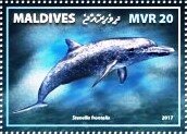 Stamp, Stenella frontalis, Maldives,  , Animals (Fauna), Dolphins, Mammals, Sea (Marine) Mammals, Sea Life