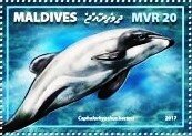 Stamp, Cephalorhynchus hectori, Maldives,  , Animals (Fauna), Dolphins, Mammals, Sea (Marine) Mammals, Sea Life