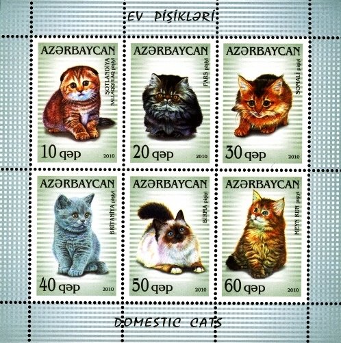 Domestic Cats (Felis silvestris catus)