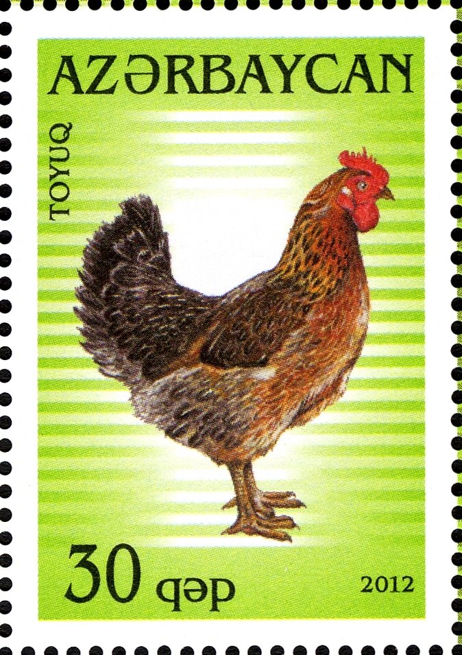 Cock (Gallus gallus domesticus)