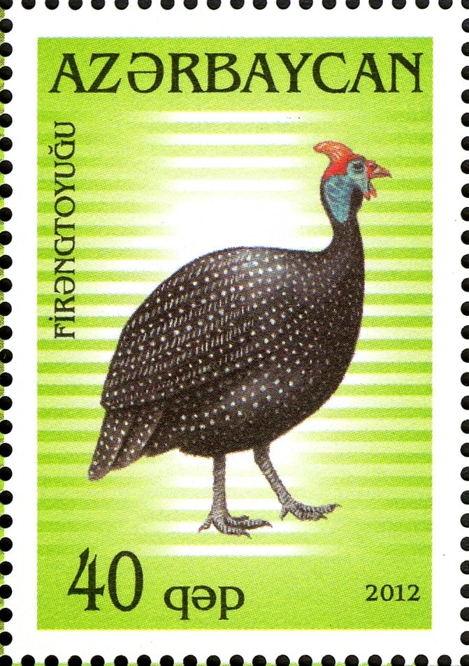 Helmeted Guineafowl (Numida meleagris)