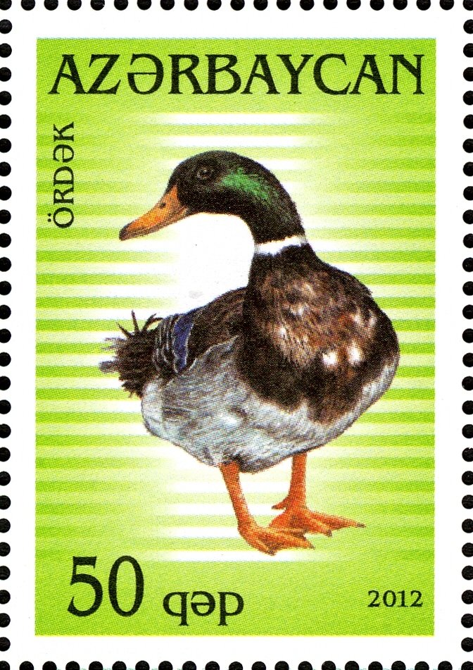 Mallard (Anas platyrhynchos)