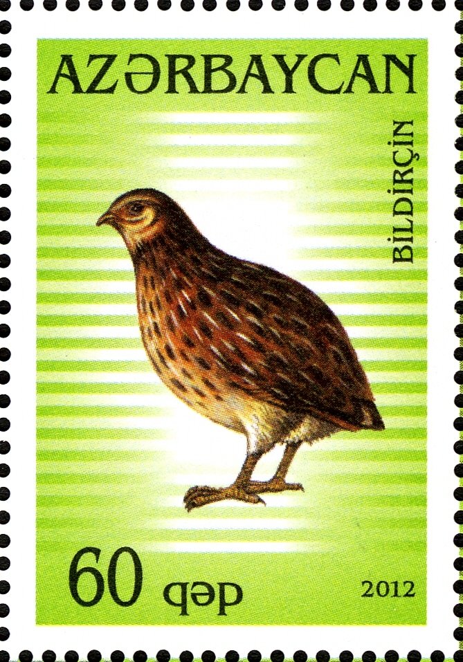 Gray Partridge (Perdix perdix)