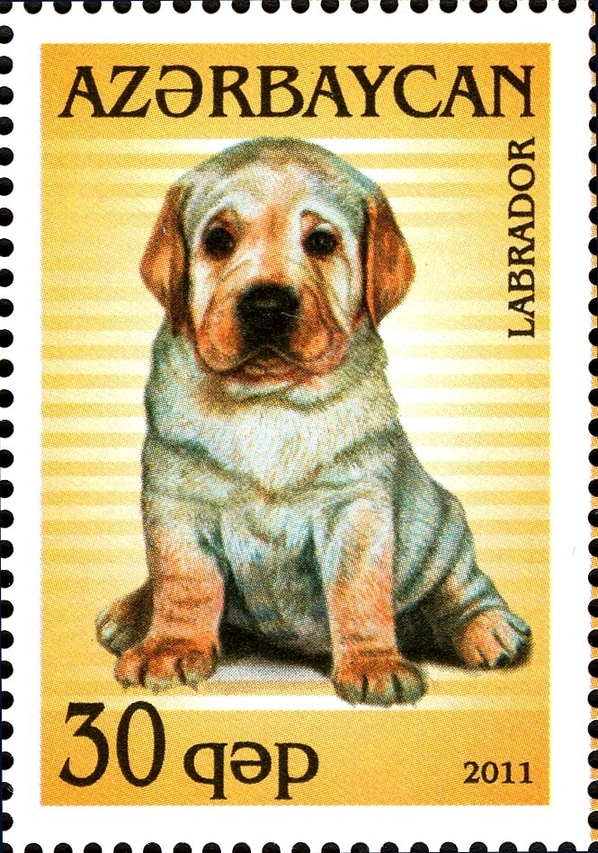 Labrador (Canis lupus familiaris)