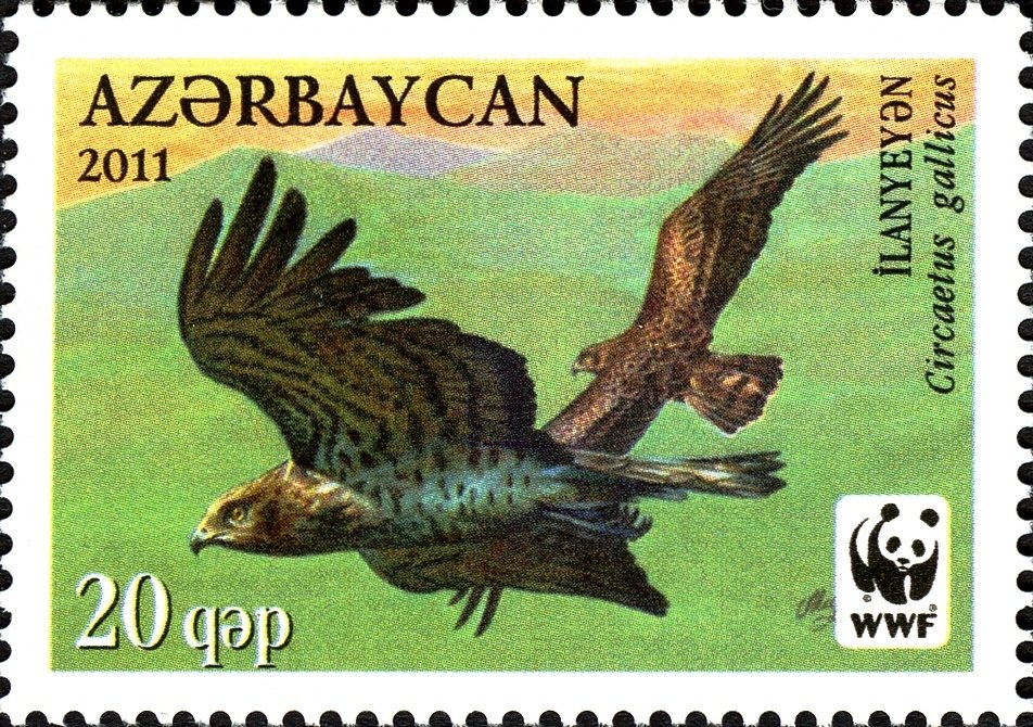 Short-toed Snake Eagle (Circaetus gallicus)