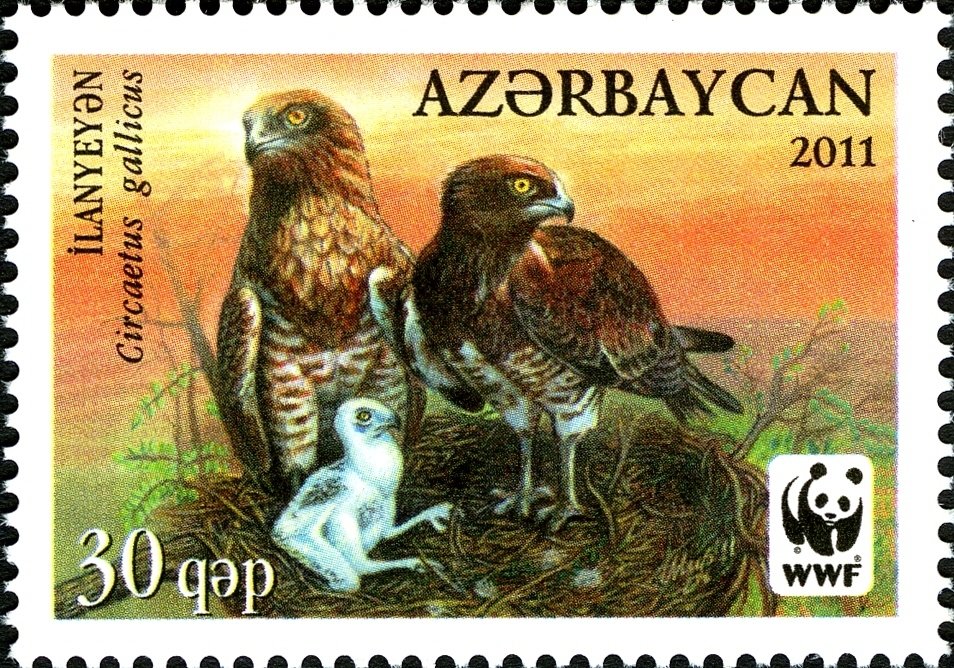 Short-toed Snake Eagle (Circaetus gallicus)