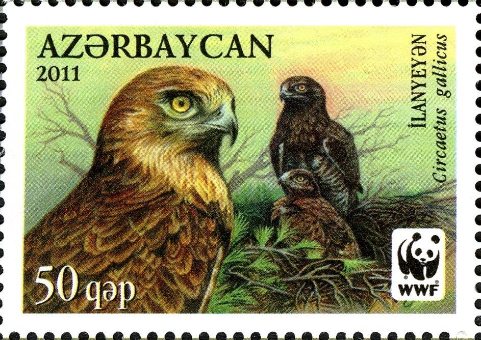 Short-toed Snake Eagle (Circaetus gallicus)