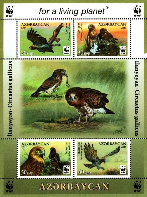 Short-toed Snake Eagle (Circaetus gallicus)