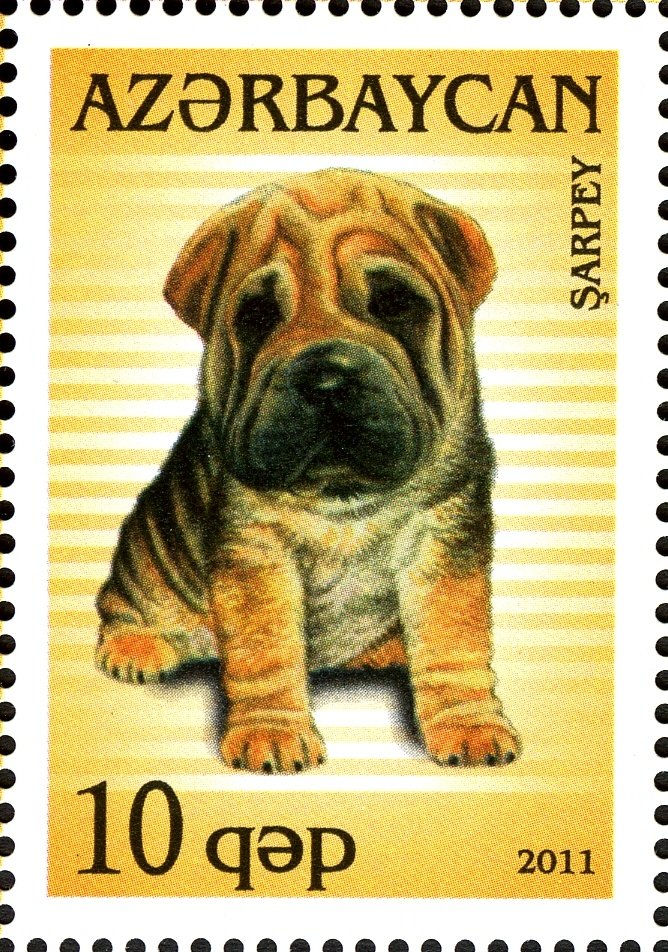 Shar Pei (Canis lupus familiaris)