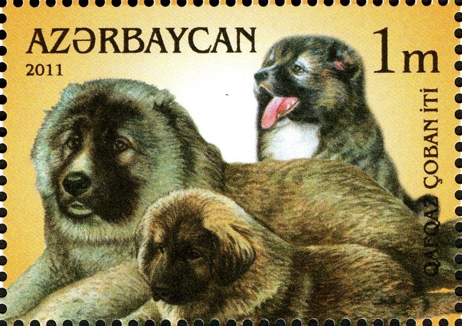 Caucasian Shepherd (Canis lupus familiaris)