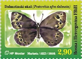 Proterebia afra dalmata