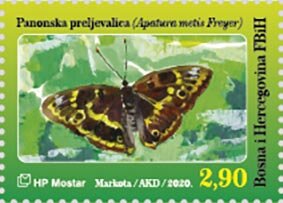 Freyer's Purple Emperor (Apatura metis Freyer)