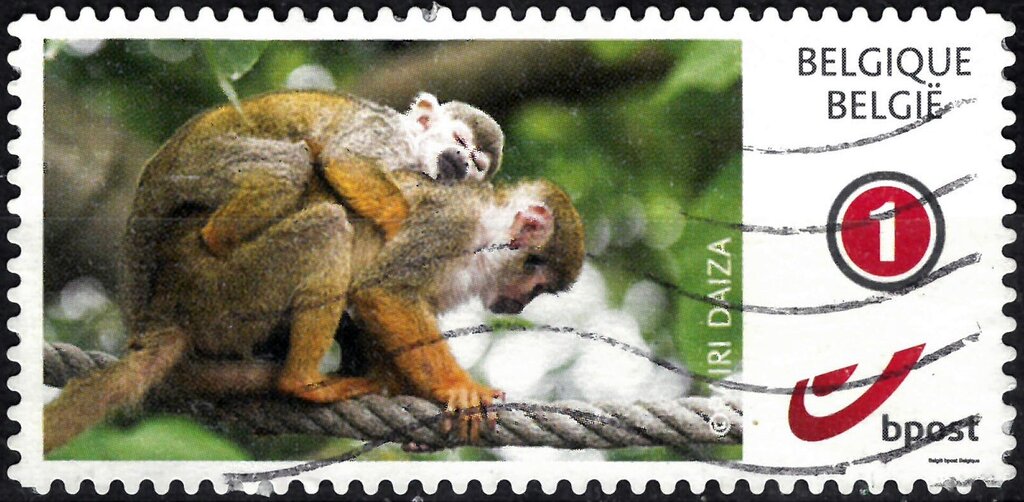 Monkeys