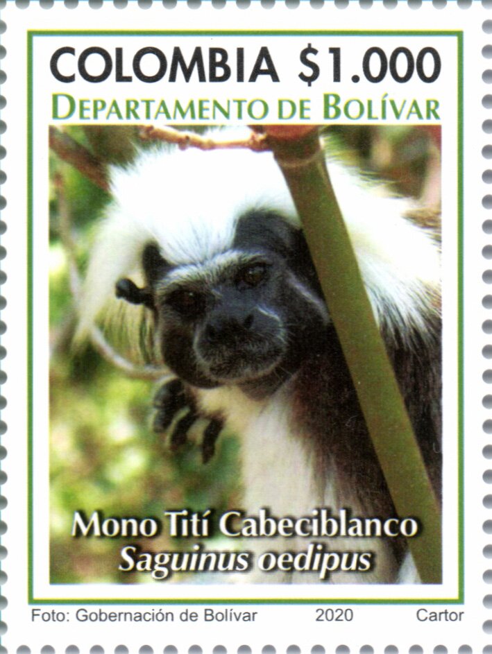 Cotton-Top Tamarin (Saguinus oedipus)