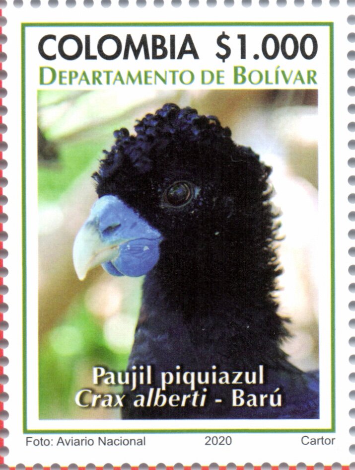Blue-Billed Curassow (Crax alberti)