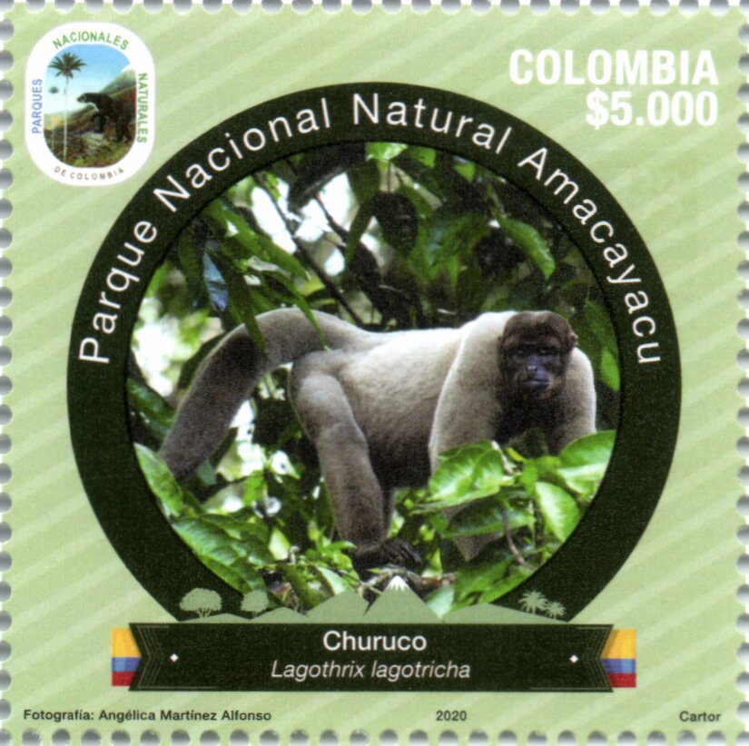 Humboldt's Woolly Monkey (Lagothrix lagothricha)