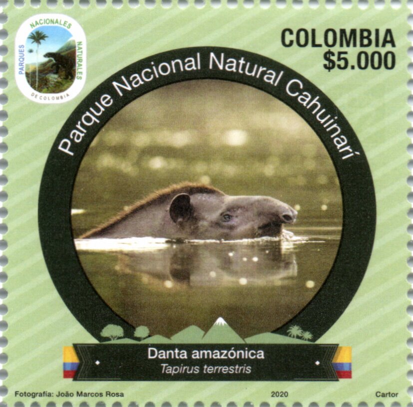 South American Tapir (Tapirus terrestris)