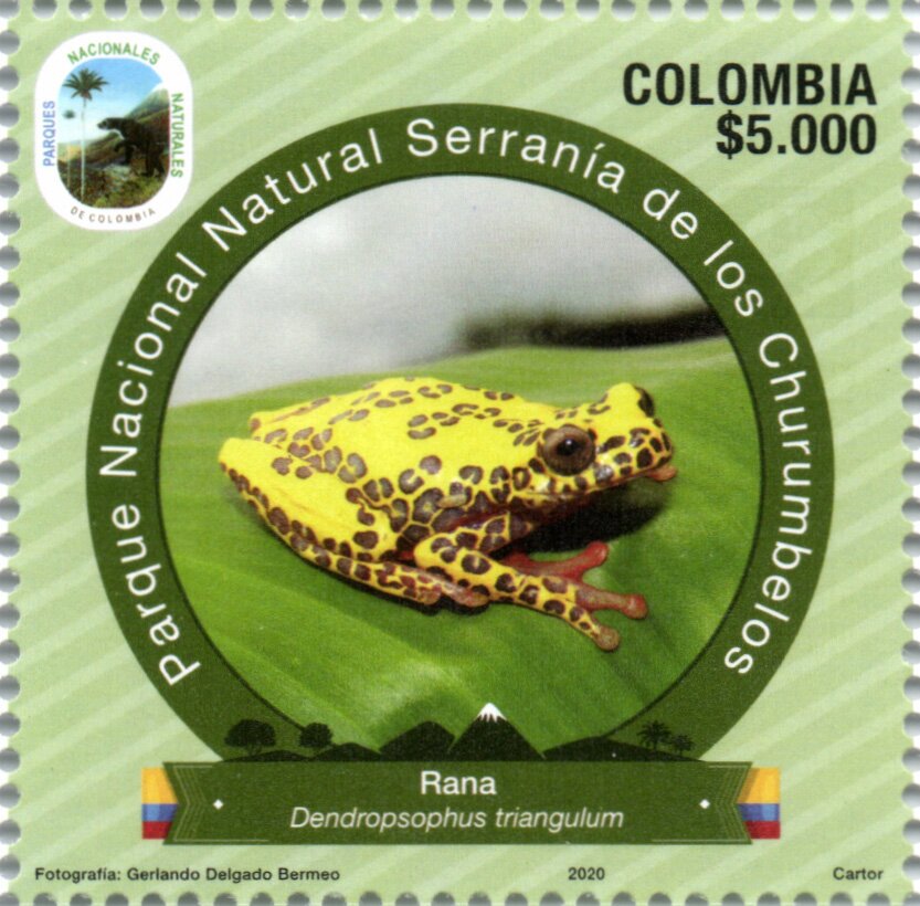 Triangle Tree Frog (Dendropsophus triangulum)