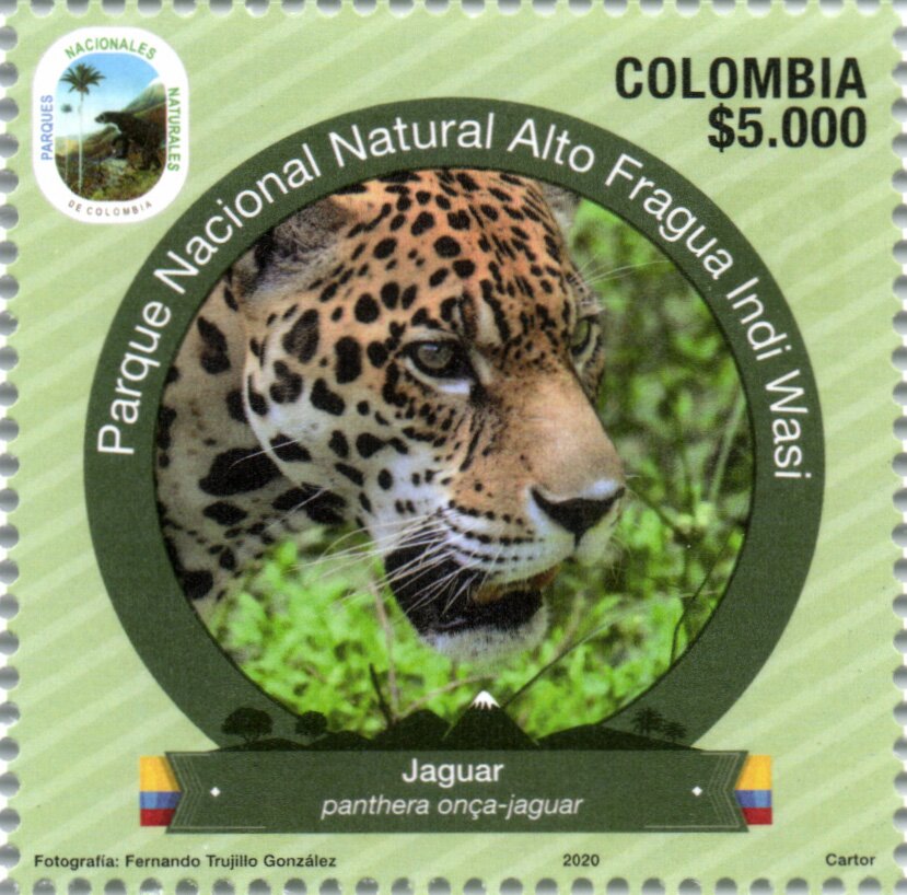 Jaguar (Panthera onca)