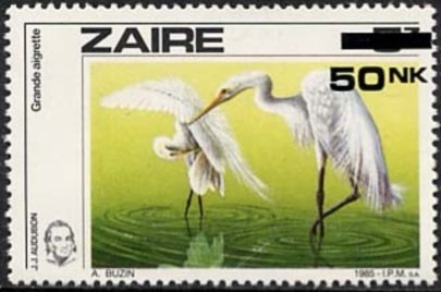 Great Egret (Casmerodius albus)