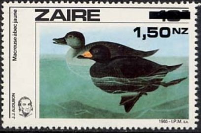 Common Scoter (Melanitta nigra) 