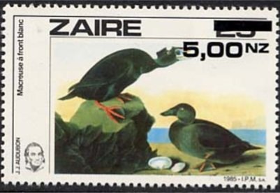 Surf Scoter (Melanitta perspicillata)