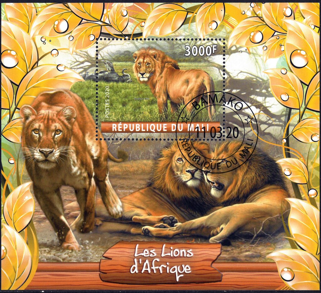 Les Lion d'Afrique
