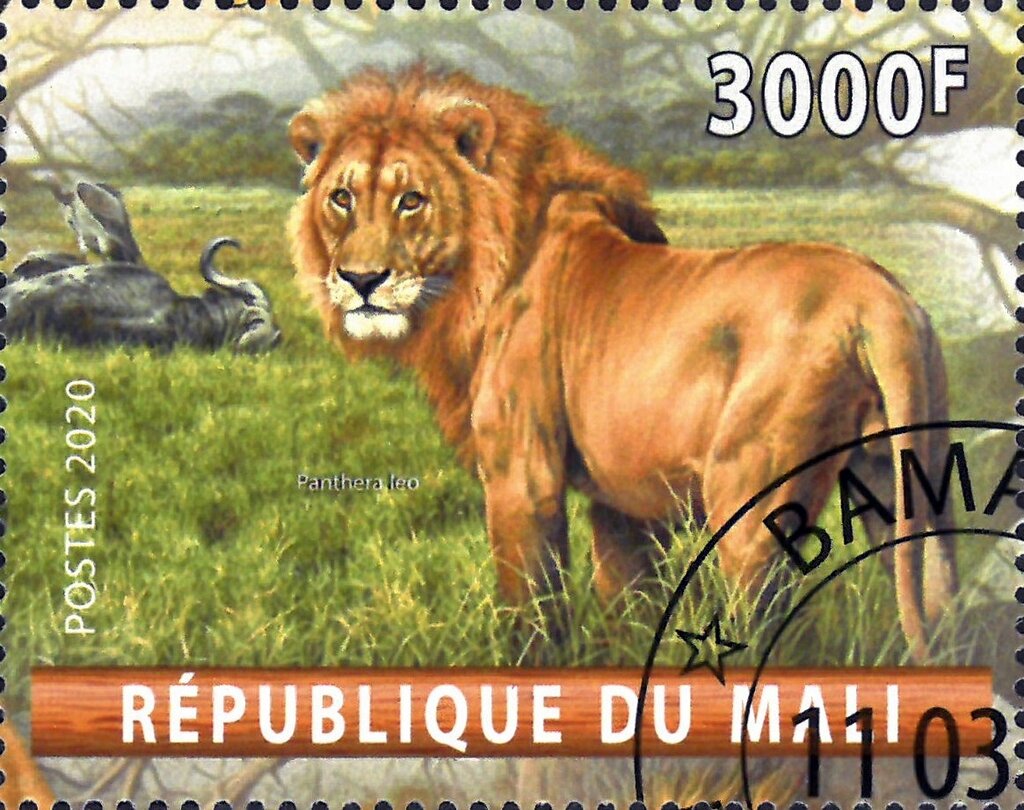 Panthera Leo