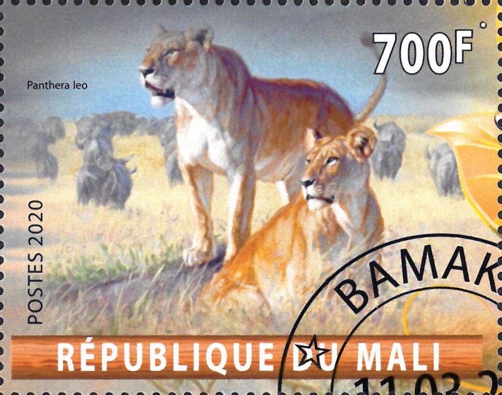 Panthera Leo