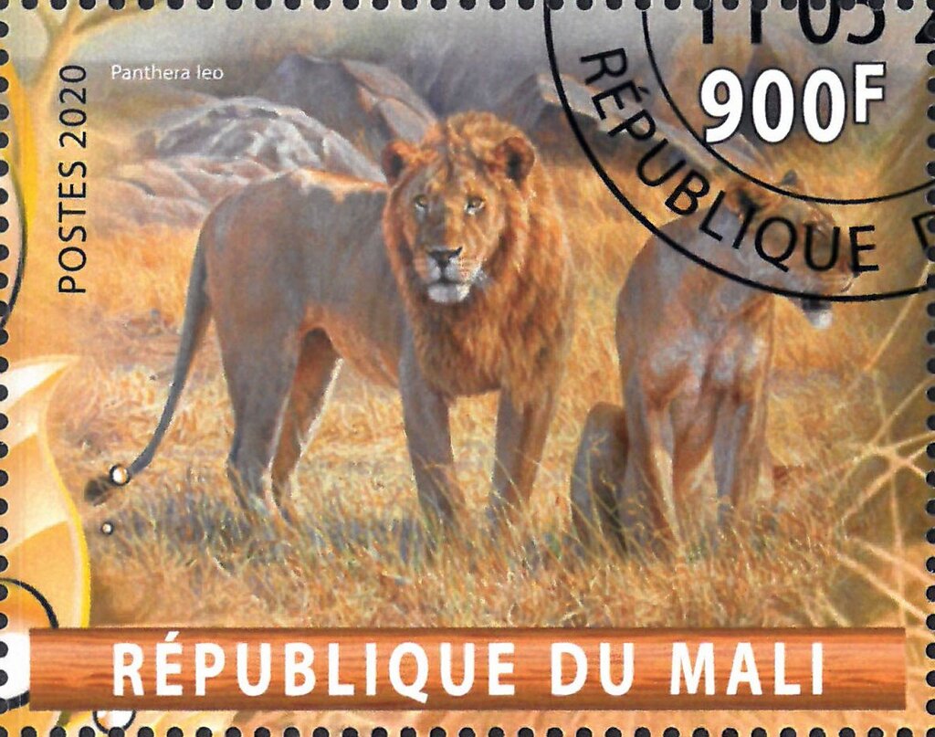 Panthera Leo