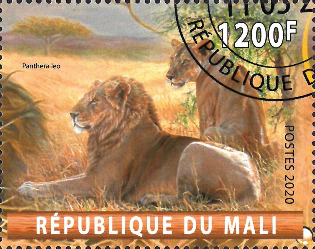 Panthera Leo