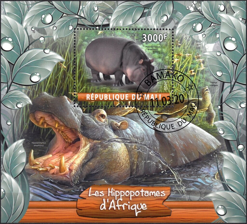 Les Hippopotamus d'Afrique