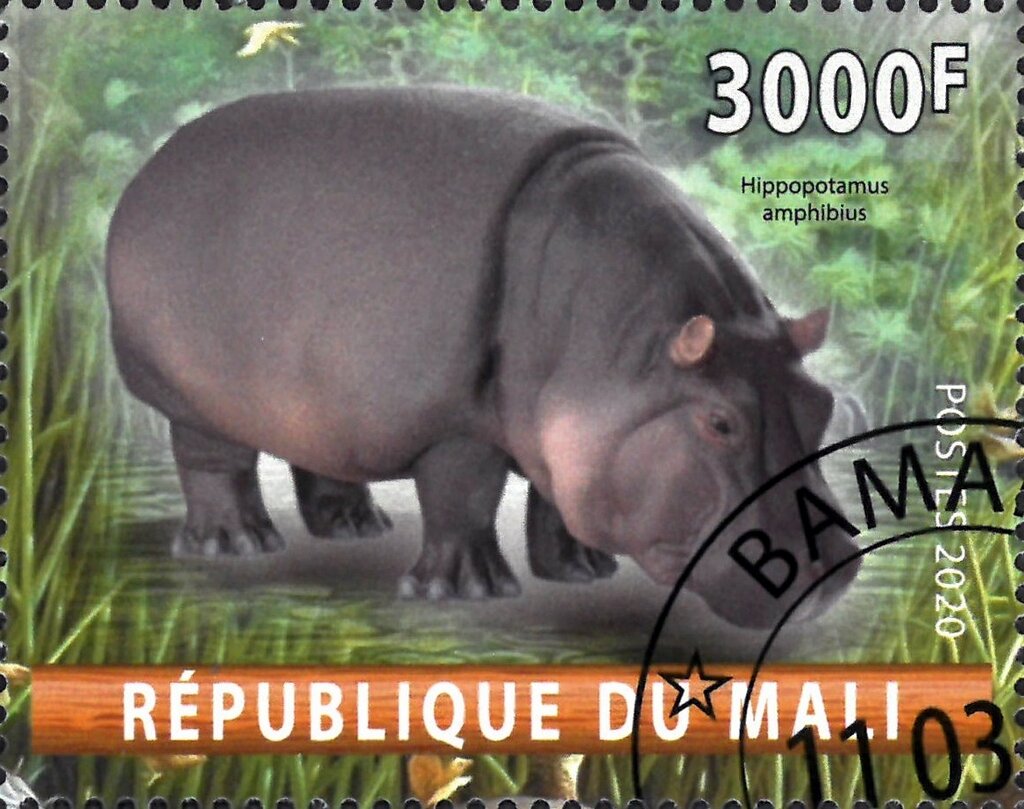 Hippopotamus Amphibius