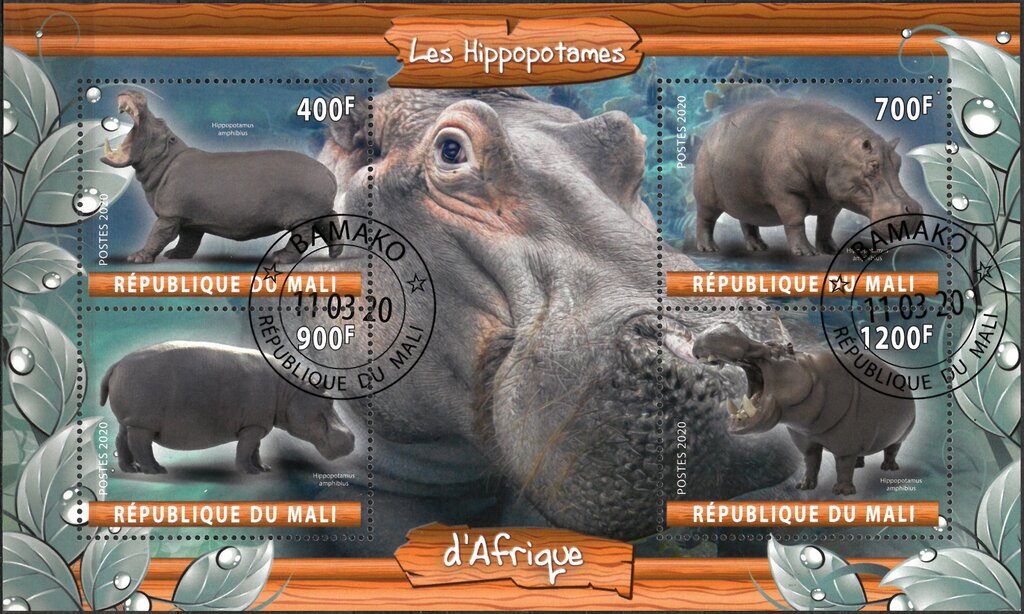 Les Hippopotamus d'Afrique